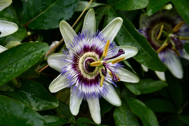 Passiflora Caerulea - Passiflore