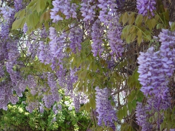 Wisteria Sinensis