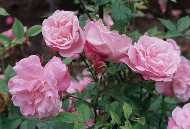 Rosa Pink Climber - Rosier Grimpant