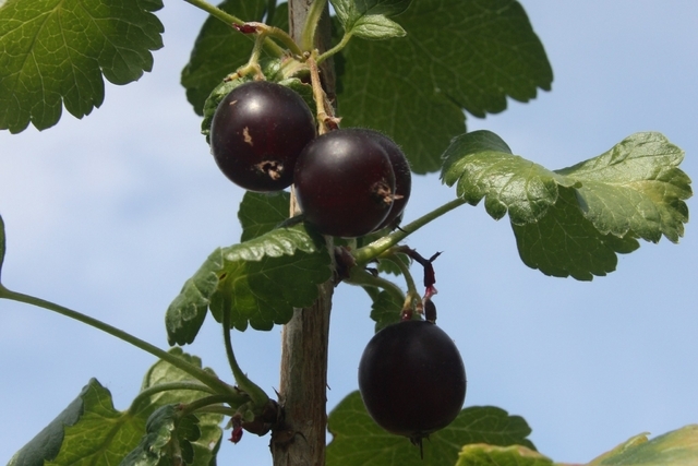 Ribes Nidigrolaria Josta - Casseille