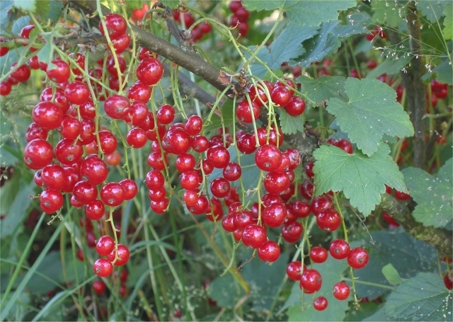 Ribes Rubrum Jonkheer van Tets - Groseillier Ã  Grappes