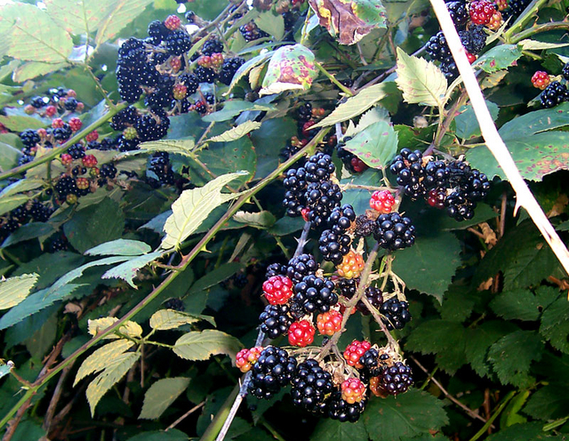 Rubus Black Satin - MÃ»rier