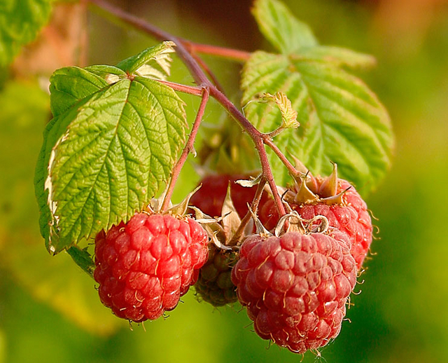 Rubus Idaeus Malling Promise - Framboisier