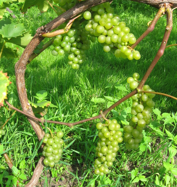 Raisin Bianca - Vitis Vinifera