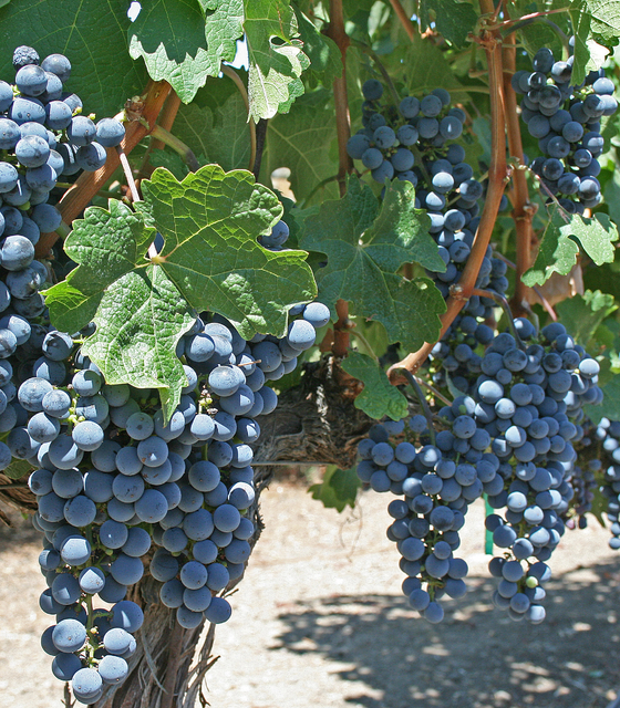 Raisin Boskoop Glory - Vitis Vinifera