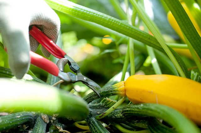 Ciseaux Ã  ressort, modÃ¨le courbÃ©