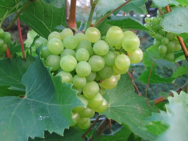 Raisin Vroege van der Laan - Vitis Vinifera