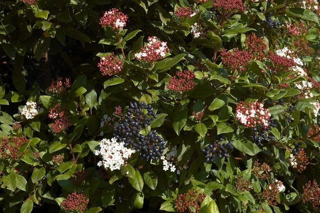 Viorne Tin (Viburnum Tinus)