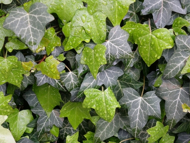 Lierre Hibernica (Hedera Hibernica)