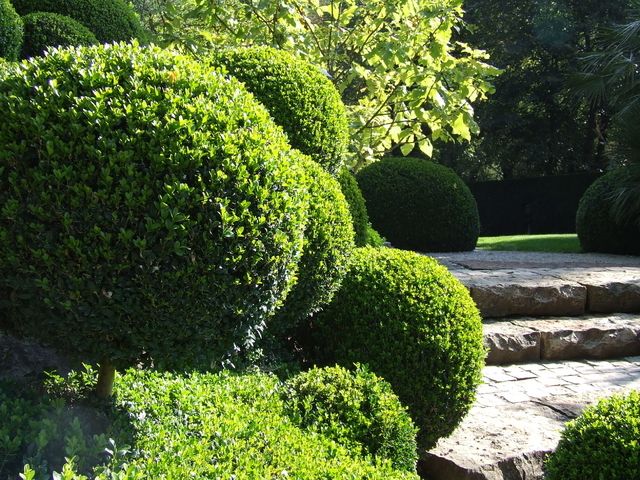 Buxus Sempervirens