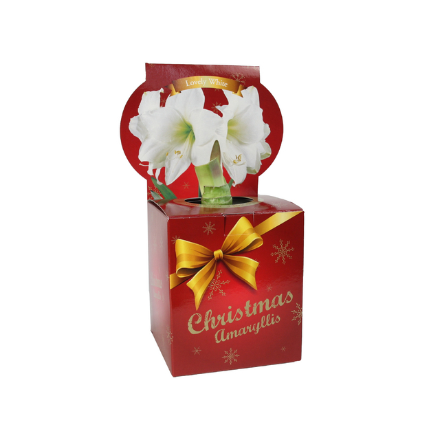 Amaryllis Blanche de NoÃ«l