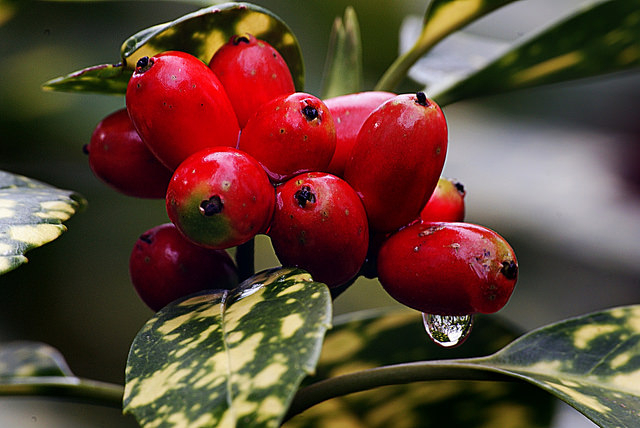 Aucuba Japonica Crotonifolia - Aucuba du Japon