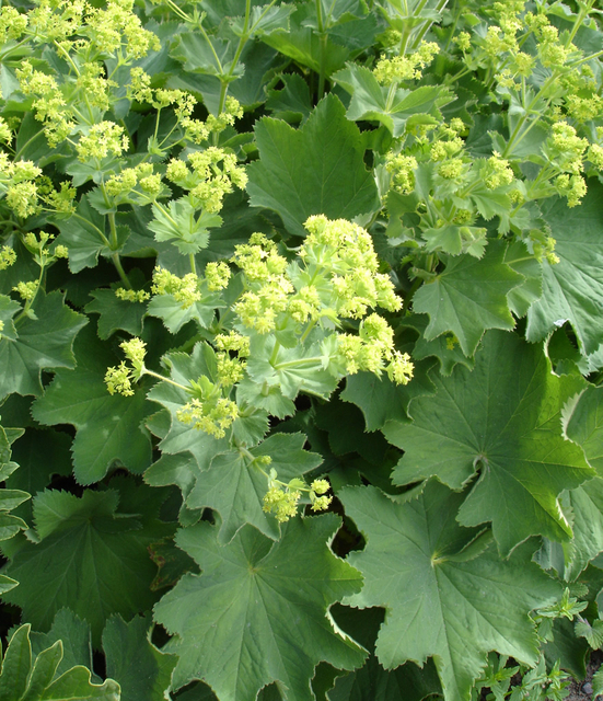 AlchÃ©mille commune - Alchemilla mollis (Pack de Six)