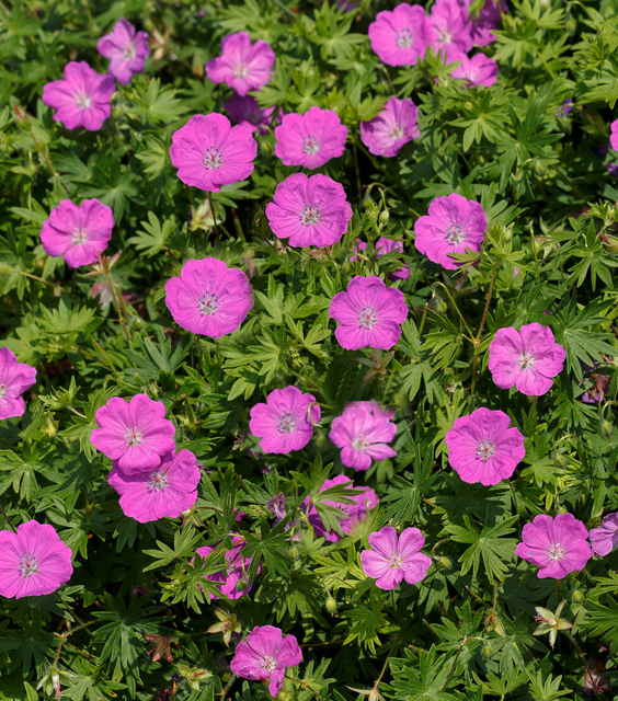 Geranium sanguineum Max Frei - GÃ©ranium (Pack de Six)