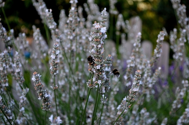 Lavande Blanche - Lavandula Angustifolia 'Alba'