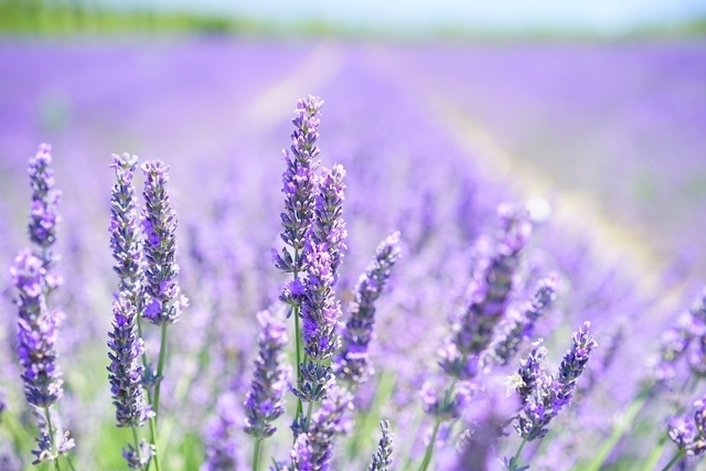 Lavande Munstead - Lavandula Angustifolia (Pack de Six)