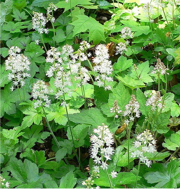 Tiarelle CordifoliÃ©e (Tiarella Cordifolia) (Pack de Six)