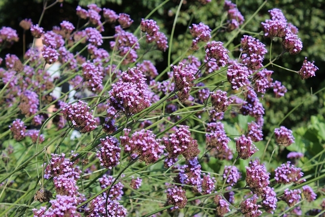 Verveine de Buenos Aires Â« Lollipop Â» (Verbena Bonariensis)