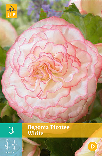 Begonia White Picotee