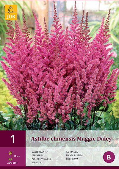 Spiraea Astilbe Lila