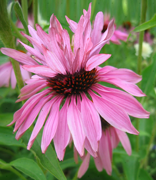 Echinacea Purpurea Double Decker