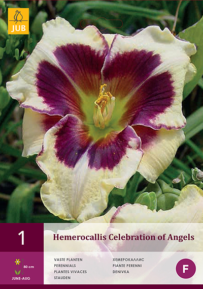 Hemerocallis Celebration of Angels