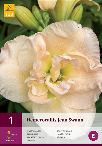Hemerocallis Jean Swann