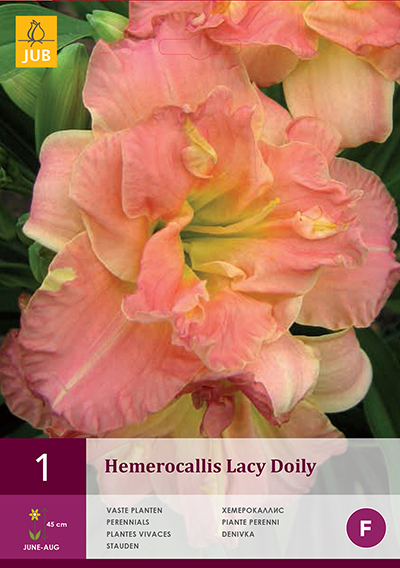 Hemerocallis Lacy Doily