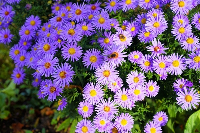Aster des Alpes Blue - Aster Alpinus