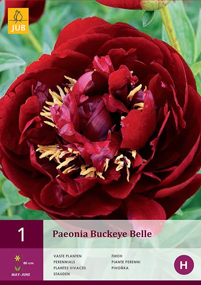 Pivoine Buckeye Belle