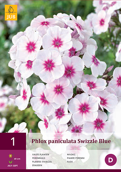 Phlox Swizzle Blue
