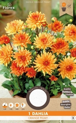 Dahlia Orange Pigmy