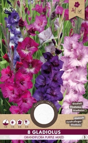 GlaÃ¯eul Melange Violet