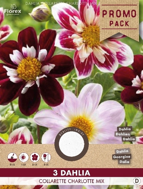 Dahlias Collarette Charlotte en mÃ©lange