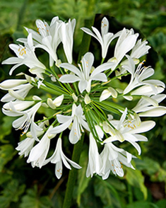 Agapanthes Blanche (en Vrac)