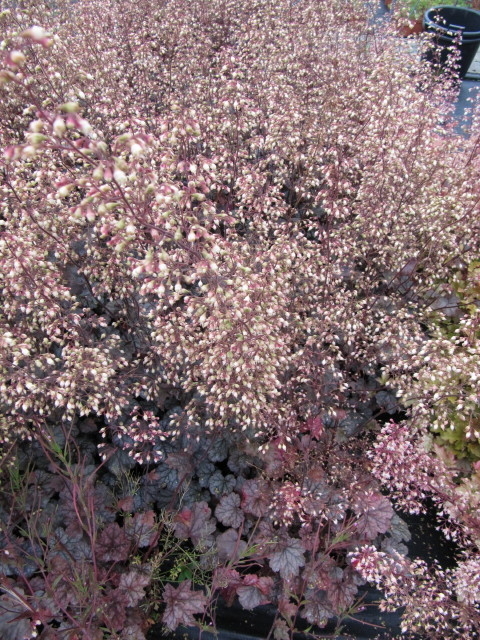 HeuchÃ¨re Palace Purple (Heuchera)