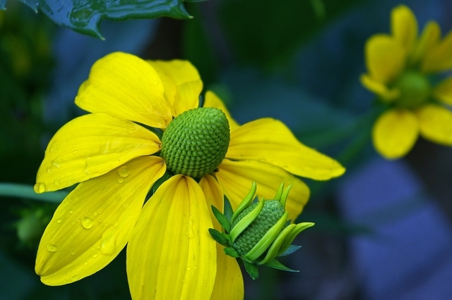 Rudbeckie Â« Herbstsonne Â» (Rudbeckia Nitida)