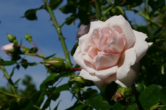 Rosier Grimpant New Dawn