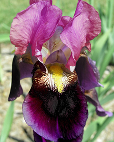 Iris d'Allemagne Sen Lac - Iris Germanica