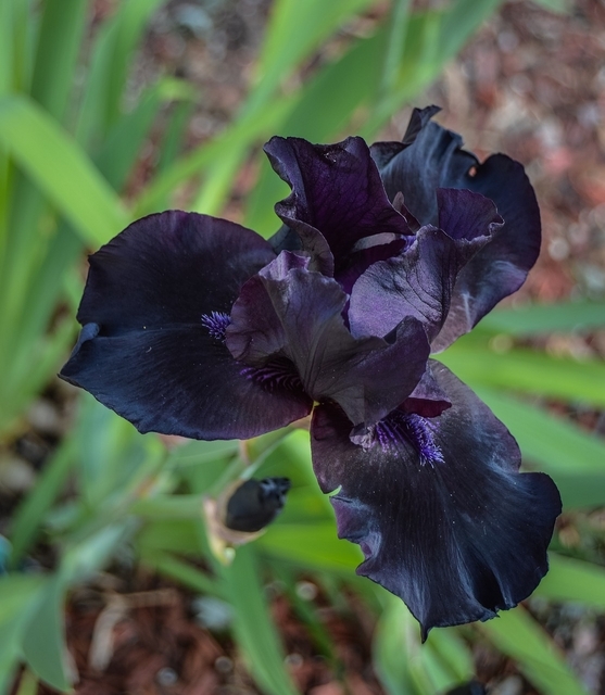 Iris d'Allemagne Black Knight - Iris Germanica