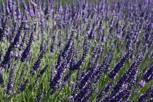 Lavande Hidcote