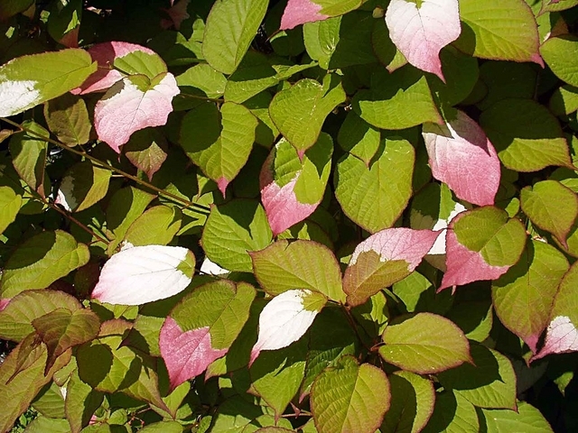 Actinidia Kolomikta - Kiwi d'Ornement
