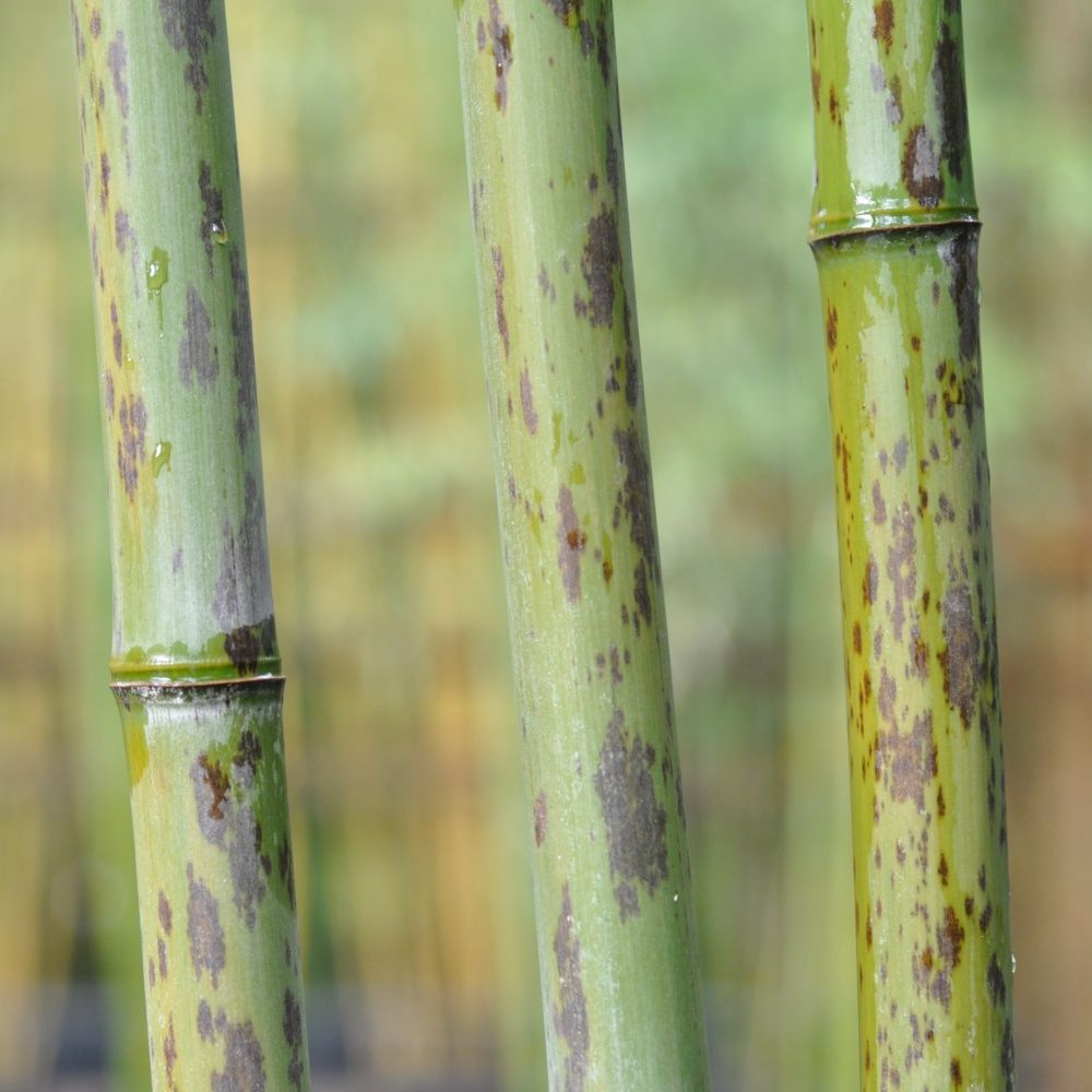 Bambou géant : Phyllostachys nigra 'Boryana'