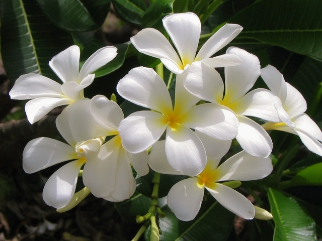 Jasmin ÃtoilÃ© (Trachelospermum Jasminoides)