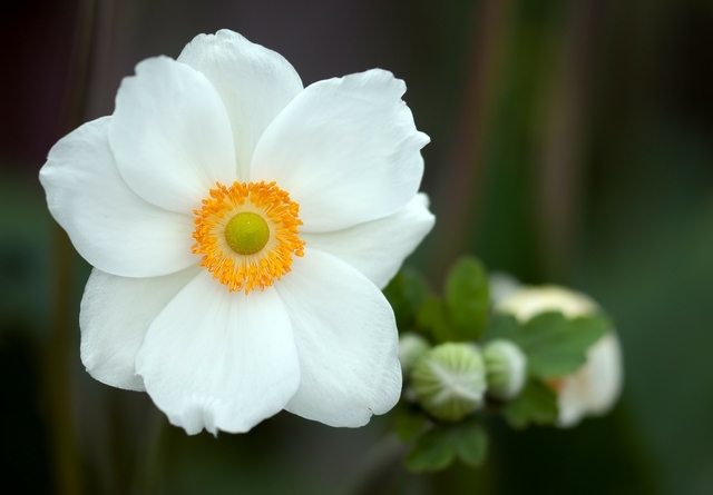 AnÃ©mone sauvage (Anemone Sylvestris) (Pack de Six)