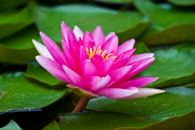 NÃ©nuphar Rouge - Nymphaea