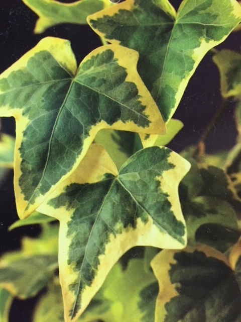 Lierre Grimpant Goldchild - Hedera Helix