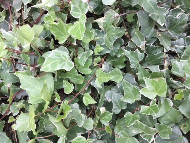 Lierre Glacier - Hedera Helix