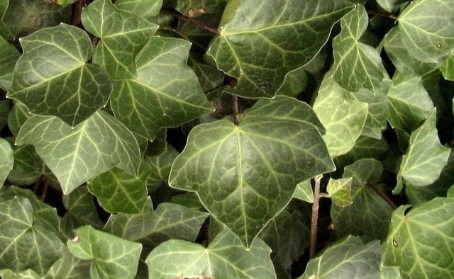 Lierre Woerner - Hedera Helix