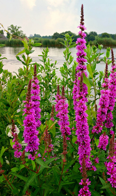 Lythrum Salicaria Rosy Gem - Salicaire (Pack de Six)